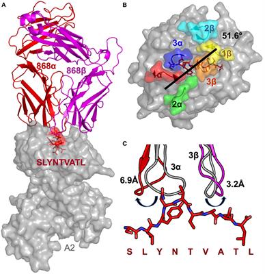 Frontiers | Dual Molecular Mechanisms Govern Escape at